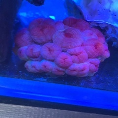 激美　イボヤギ　骨格5cmくらい