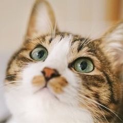 猫仲間になりましょう！