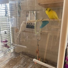 里親募集