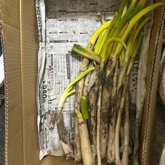 長ネギにんじん合計2kgまで　今日の14時〜16時