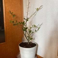 レモンの木