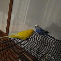 決まりました。（ｺﾞﾒﾝﾅｻｲ）セキセイインコ二匹可愛がってくれ...