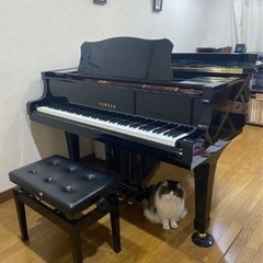 西大泉ピアノ教室♫ まずは無料体験レッスンからの画像