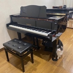 西大泉ピアノ教室♫ まずは無料体験レッスンからの画像