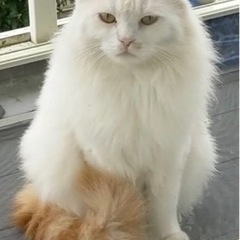 ４匹の猫ちゃんの里親募集します。