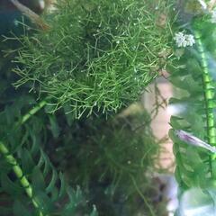 リシア（水草）（ピンポン玉サイズ）1個の画像