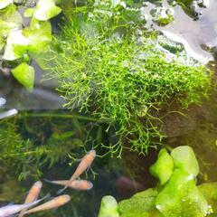 リシア（水草）（ピンポン玉サイズ）1個の画像