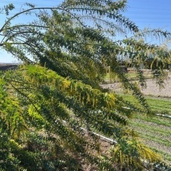 ミモザの木の画像