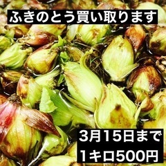 ふきのとう買い取ります! 