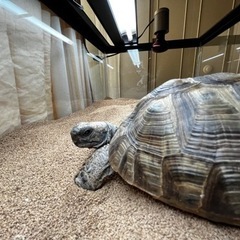 （交渉中）ギリシャリクガメ福ちゃん（多分雌・8才）をお譲りします