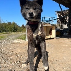 秋田犬3歳