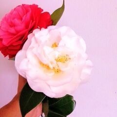 椿（スワンレイク）鉢植え（大）植物の画像
