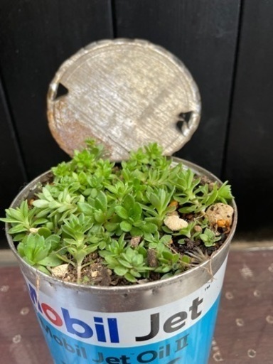 観葉植物
