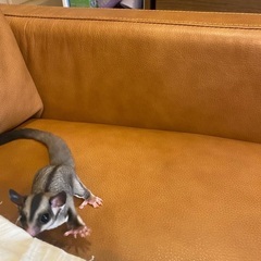 ノーマルベビー(*^^*)ご家族募集中