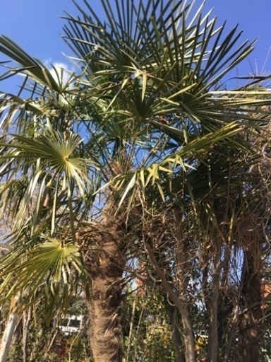 トウジュロ シュロの木