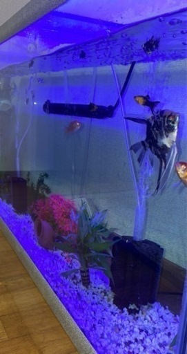 4万円相当水槽セット120cm