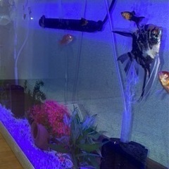 4万円相当水槽セット120cmの画像