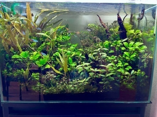 淡水水槽丸ごと全部