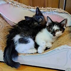 半長毛仲良し子猫姉妹（人馴れ抜群　初心者向け）