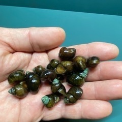 ヒメタニシ　15個の画像