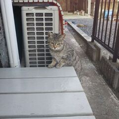 足が短めで可愛い猫ちゃん。