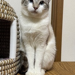 ブルーの目と模様がとっても綺麗なカパちゃん