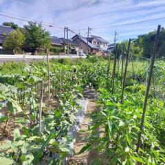 100円均一！ 新鮮穫りたて野菜（農薬不使用）3月5日の画像