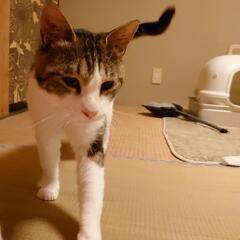 かわいい男の子です − 岩手県