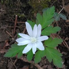四国中国関西の山の登山仲間募集します!! − 広島県