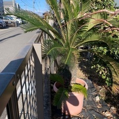 ソテツの鉢植え