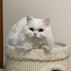 猫の里親募集。去勢済み