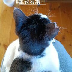 正式譲渡完了黒ブチちゃん