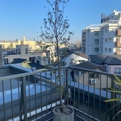 ①大型　約2.5メートル　オリーブの木　観葉植物