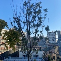 ②大型　約2.5メートル　オリーブの木　観葉植物の画像