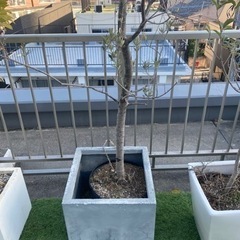 ②大型　約2.5メートル　オリーブの木　観葉植物の画像