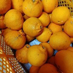 不知火みかん5キロわけあり家庭用  の画像