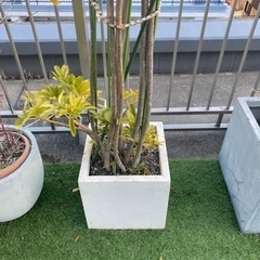 ④ 大型　約2メートル　シェフレラ　観葉植物の画像