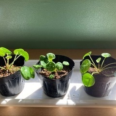 観葉植物　ピレアペペロミオイデス　鉢植え2