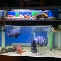 活魚水槽