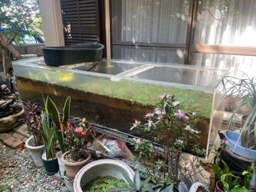 アクリル水槽　2m！