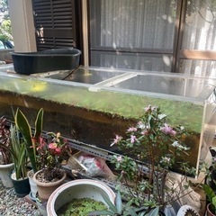 アクリル水槽　2m！