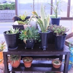 植木鉢 プランター 花瓶 他の画像