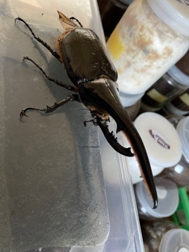 ヘラクレスオオカブト成虫♂150mmオーバー下翅不全