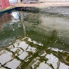 真鯉　大量