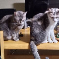 姉妹猫（5歳と4歳）の里親募集。一匹でも可です。