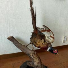 剥製鳥 錦鶏鳥 剥製の通販 by りんりん's shop｜ラクマ