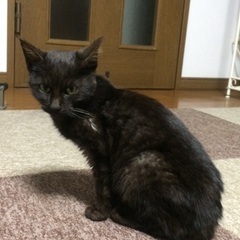 迷い猫です。