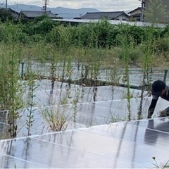 太陽光発電所の草刈り(鎌での作業)徳島県吉野川市の画像