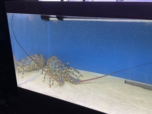 活魚水槽