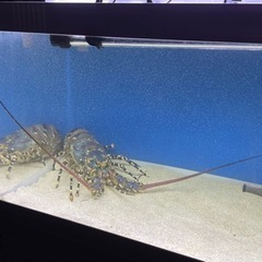 活魚水槽